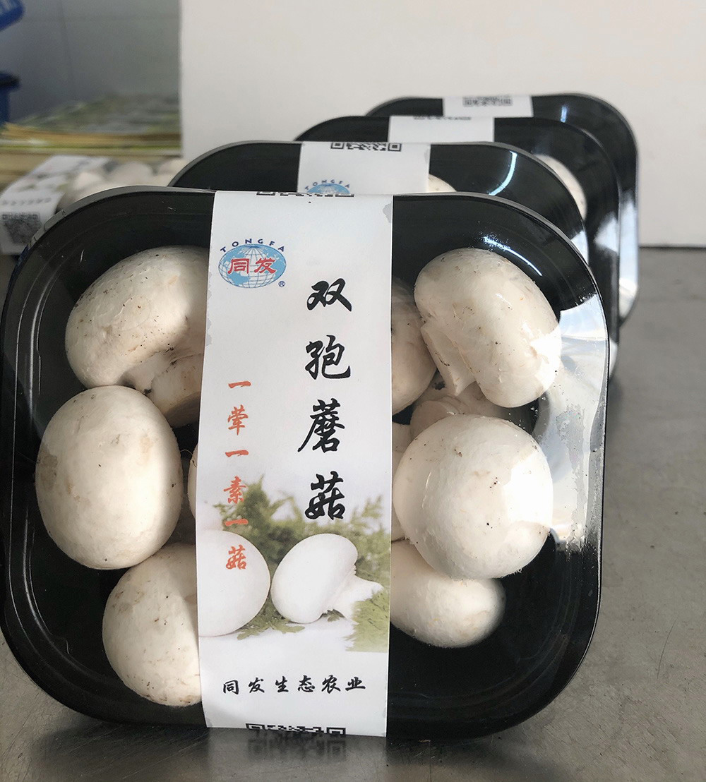 凯发一触即发